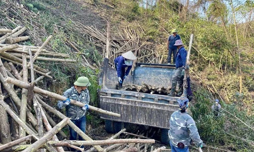 Tập trung khôi phục sản xuất lâm nghiệp