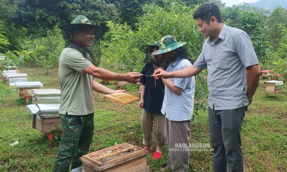 Hợp tác xã Dịch vụ Nông, lâm nghiệp Tân Thành: Phát triển nuôi ong mật theo hướng VietGAP