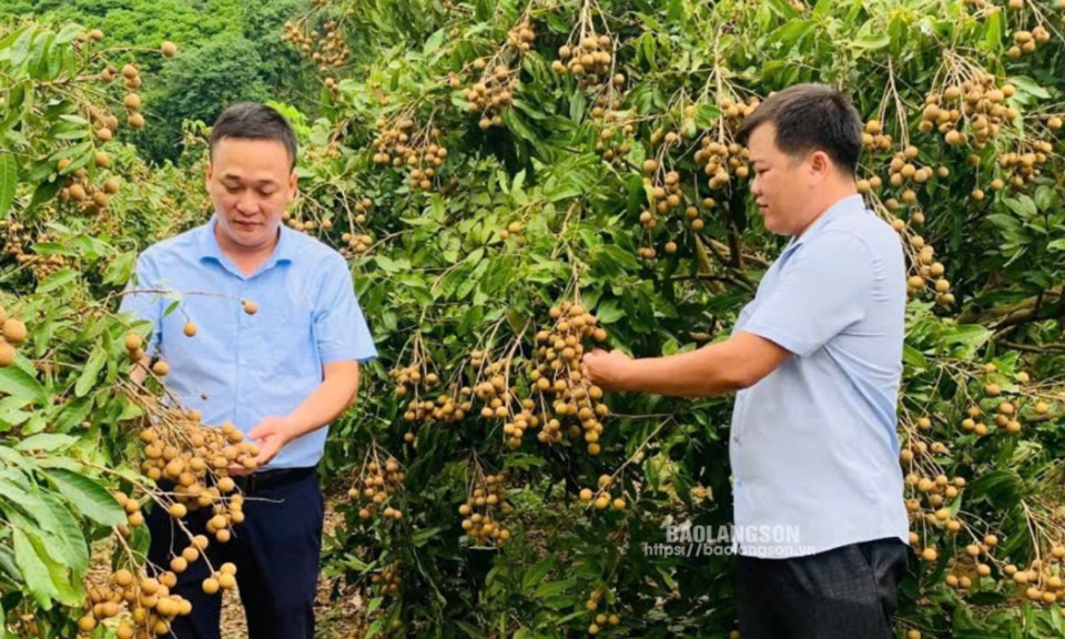 Hội Nông dân xã Đồng Tân sát cánh với nông dân phát triển kinh tế