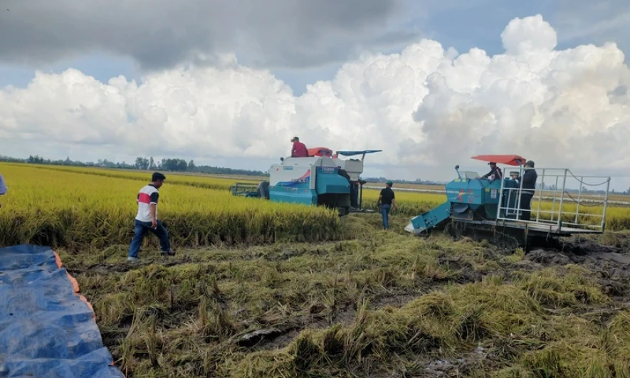 Chuẩn bị tốt cho sản xuất lúa phát thải thấp