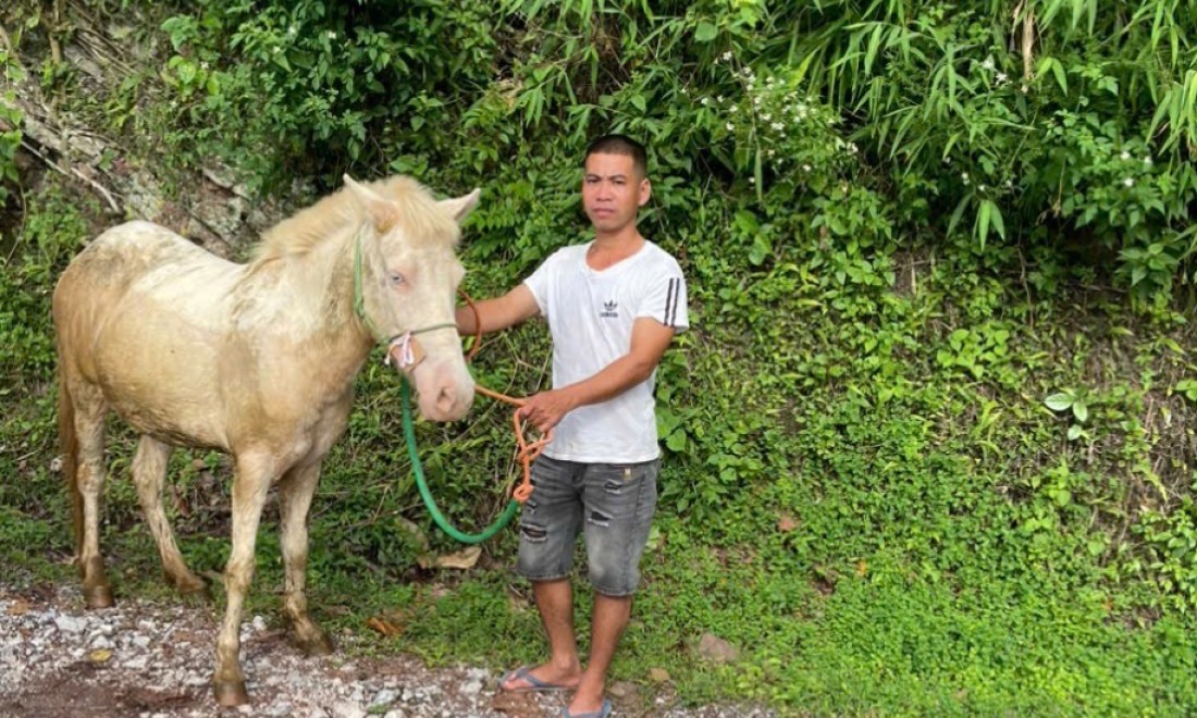 Chi Lăng: Nhân rộng mô hình chăn nuôi ngựa bạch