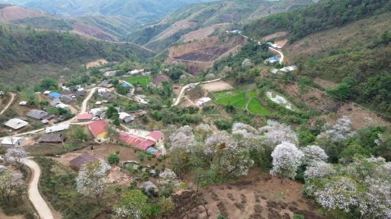 Để thu hút khách tham quan rừng ban cổ tại bản Nậm Cứm, xã Ngối Cáy, hiện nay, huyện Mường Ảng đang triển khai xây dựng các công trình hạ tầng, chỉnh trang khuôn viên quanh bản.