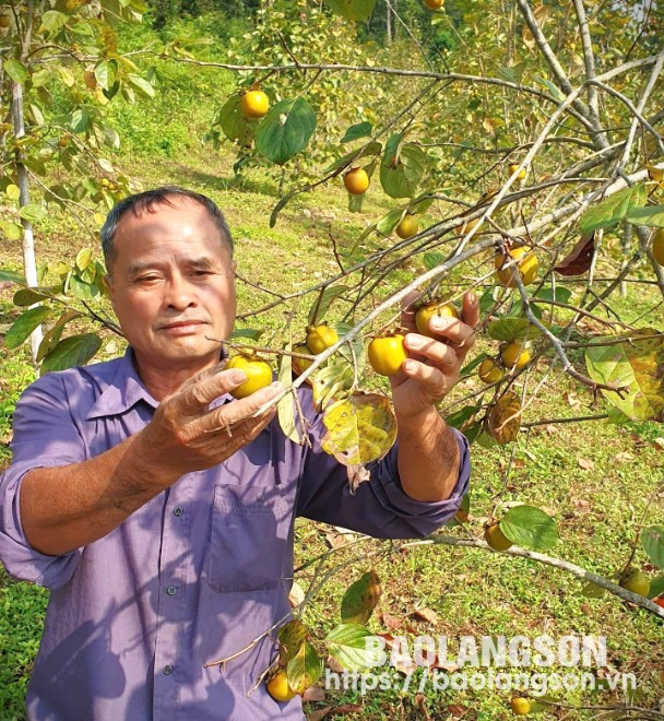 Ông Lăng Văn Vảng, hội viên nông dân thôn Pò Cại, xã Tân Mỹ, huyện Văn Lãng thu hoạch hồng vành khuyên