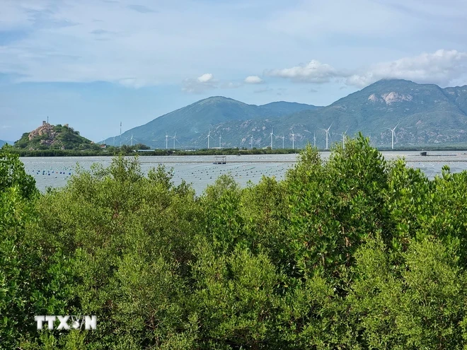 Rừng ngập mặn khu vực biển Đầm Nại (huyện Ninh Hải, Ninh Thuận) góp phần phục hồi hệ sinh thái, ứng phó biến đổi khí hậu. (Ảnh: Nguyễn Thành/TTXVN)