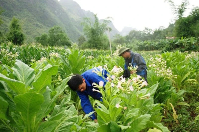 Một vùng trồng nguyên liệu thuốc lá.