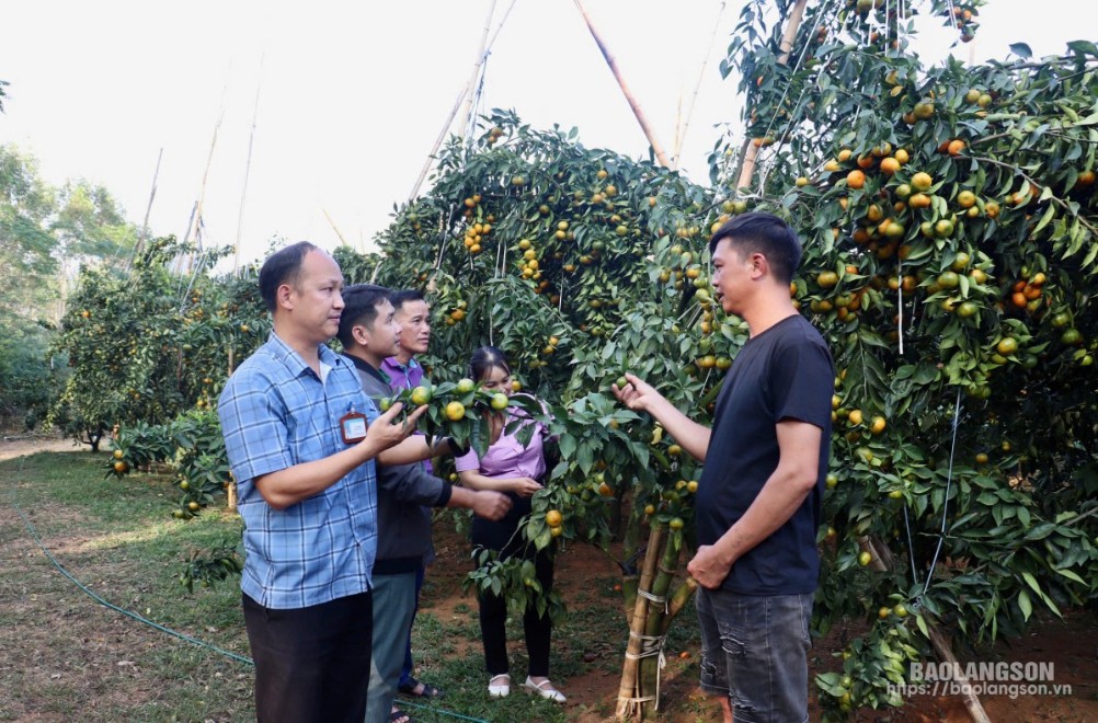 Cán bộ xã Bằng Mạc tham quan mô hình trồng cam đường Canh của gia đình anh Nguyễn Văn An, thôn Đông Quan