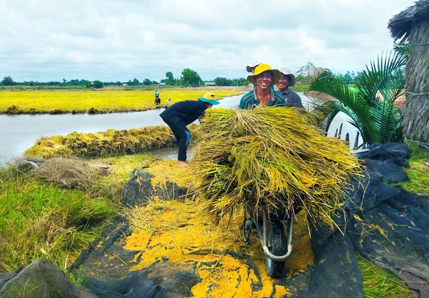 Nông dân huyện Thạnh Phú, tỉnh Bến Tre thu hoạch lúa tại vùng nguyên liệu lúa-tôm hữu cơ của Công ty Cổ phần Nông sản Hoa Nắng.