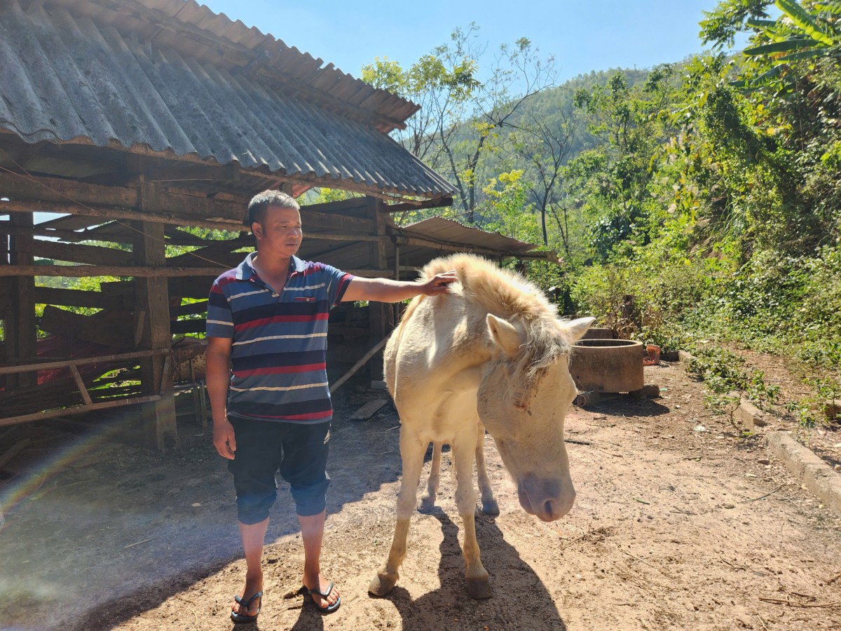 Người dân thôn Co Hương, xã Hữu Kiên chăm sóc ngựa bạch