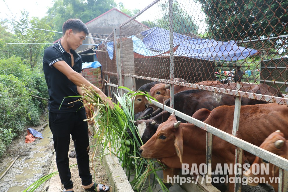 Hội viên nông dân xã Khánh Xuân, huyện Lộc Bình phát triển kinh tế từ mô hình chăn nuôi bò