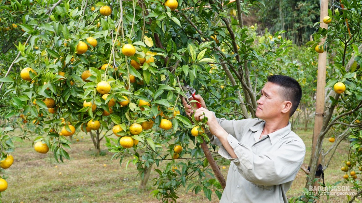 Anh Dương Hữu Chương tập trung chăm sóc cây quýt chuẩn bị đón khách du lịch đến thăm quan trải nghiệm