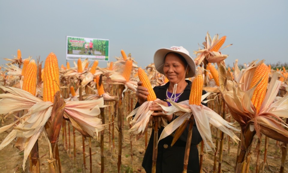 Ứng dụng công nghệ sinh học trong nông nghiệp: Vì sao Việt Nam bị “hụt hơi”?