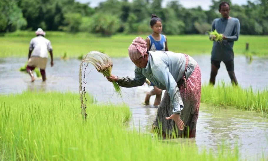 Giấc mơ trở thành vựa lương thực thế giới của Indonesia vẫn còn xa vời