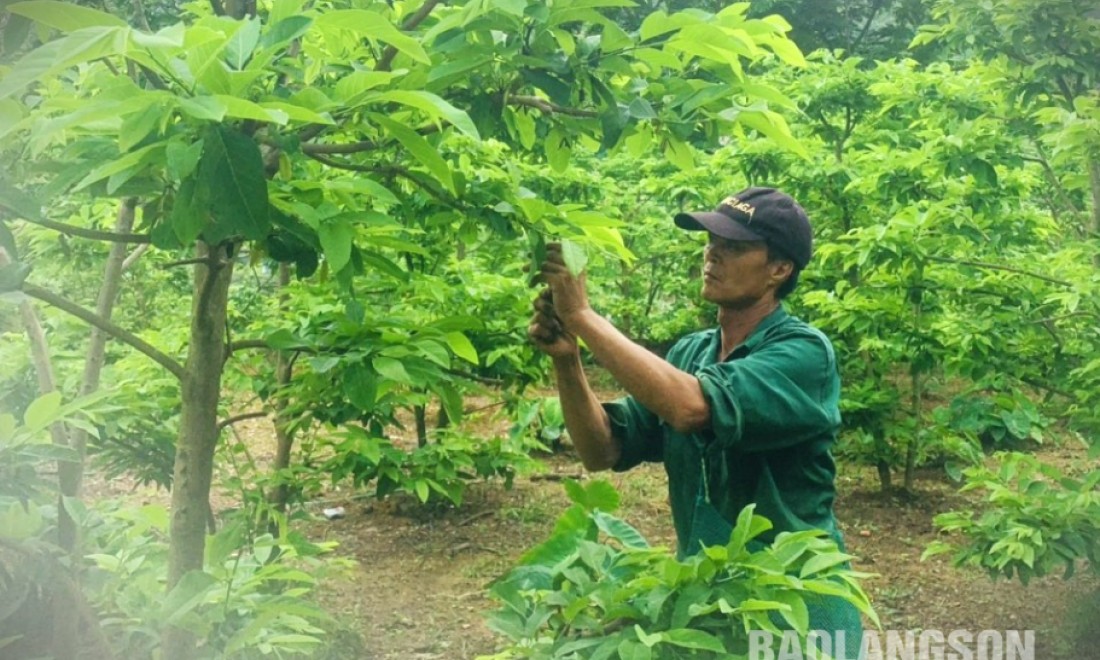 Nông dân xã Chi Lăng hăng hái thi đua phát triển kinh tế