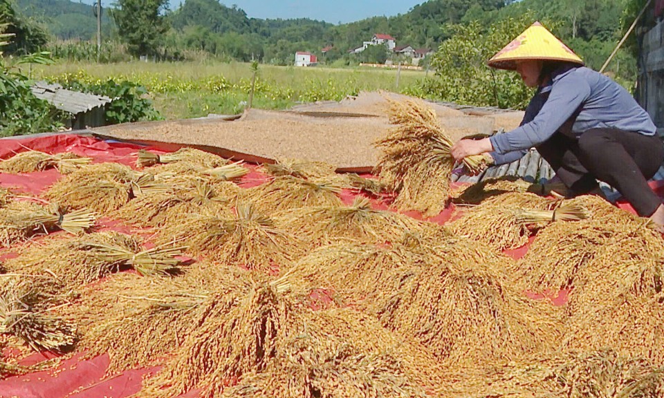 Tân Tiến: Lợi ích kép từ trồng xen canh lúa nương