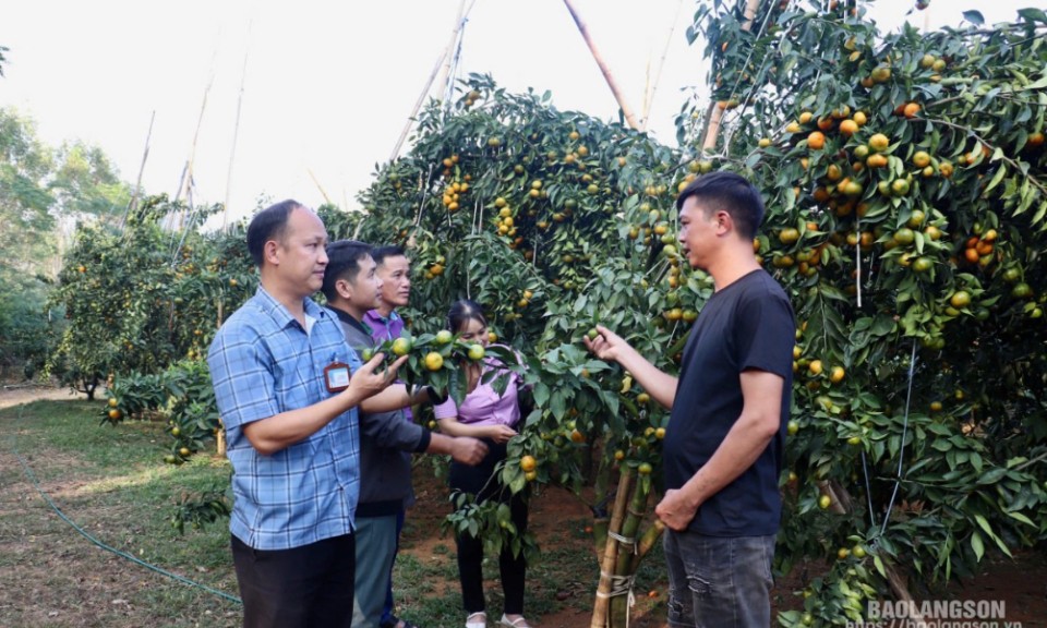 Cam đường Canh: Cây “triệu phú” trên đất Chi Lăng