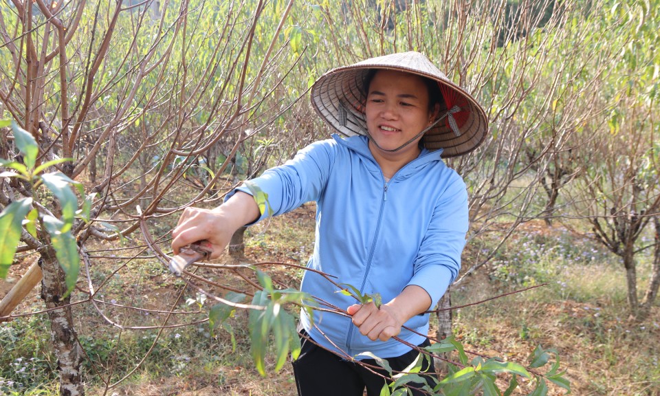 Nông dân tất bật chuẩn bị vụ đào tết