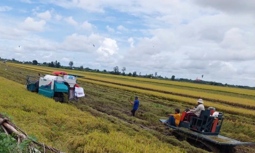 Chủ động giải pháp giữ giá gạo xuất khẩu