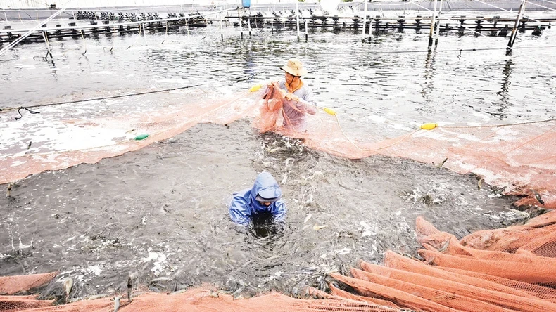 Thu hoạch tôm nuôi ứng dụng công nghệ cao tại Bến Tre.