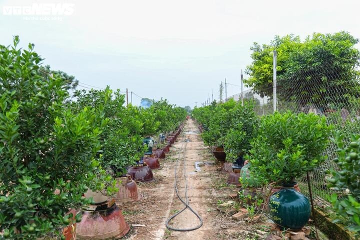 Ông Mạnh - chủ vườn quất Mạnh Hằng - cho biết, từ đầu năm ngoái gia đình ông đã mua hơn 3.000 cây giống để chăm sóc, đợi Tết năm nay bán. Nhưng sau siêu bão, vườn đã hỏng gần 2.500 cây. Với một số ít cây còn sót lại, ông Mạnh đành chăm sóc kỹ lưỡng, dùng làm cây giống cho năm sau. 