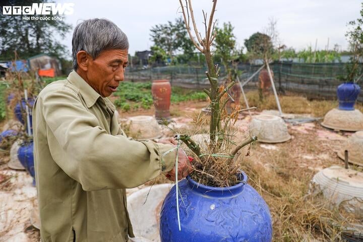 Một nông dân cho biết, những cây quất bị ngâm trong nước lũ lâu ngày phần lớn là hỏng, một số cây tuy còn sống nhưng cũng không dùng được cho vụ Tết năm nay. Họ sẽ vẫn phải mất thời gian theo dõi xem qua Tết cây có thể phát triển được nữa không.