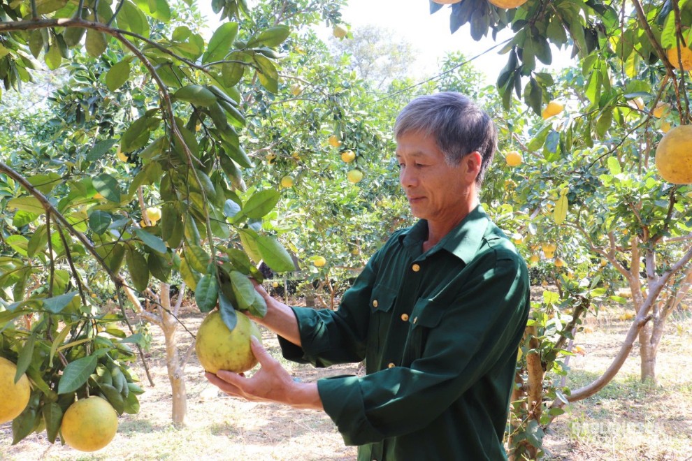 CCB Chu Thanh Bình, thôn Hồng Phong 1, xã Chiến Thắng chăm sóc bưởi