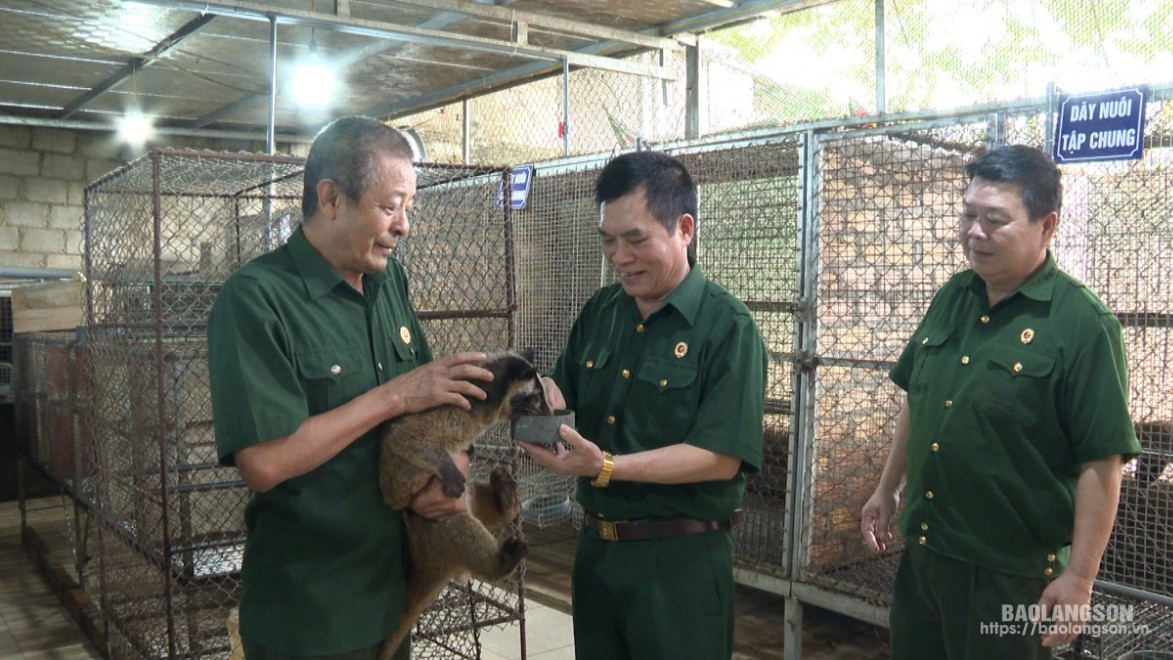 Mô hình nuôi cầy hương kết hợp trồng rừng, chế biến lâm sản của hội viên CCB Mai Thanh Xuân, thôn Minh Tiến, xã Vũ Lễ, huyện Bắc Sơn, hằng năm cho thu nhập trên 1 tỷ đồng