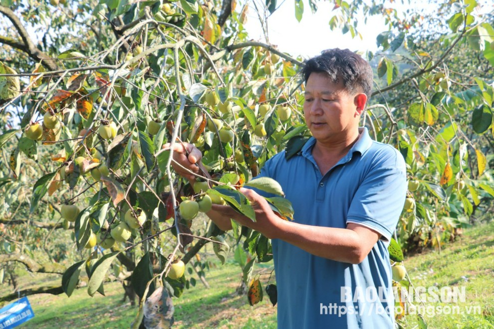  Ông Lã Văn Lâm chăm sóc cây hồng Bảo Lâm