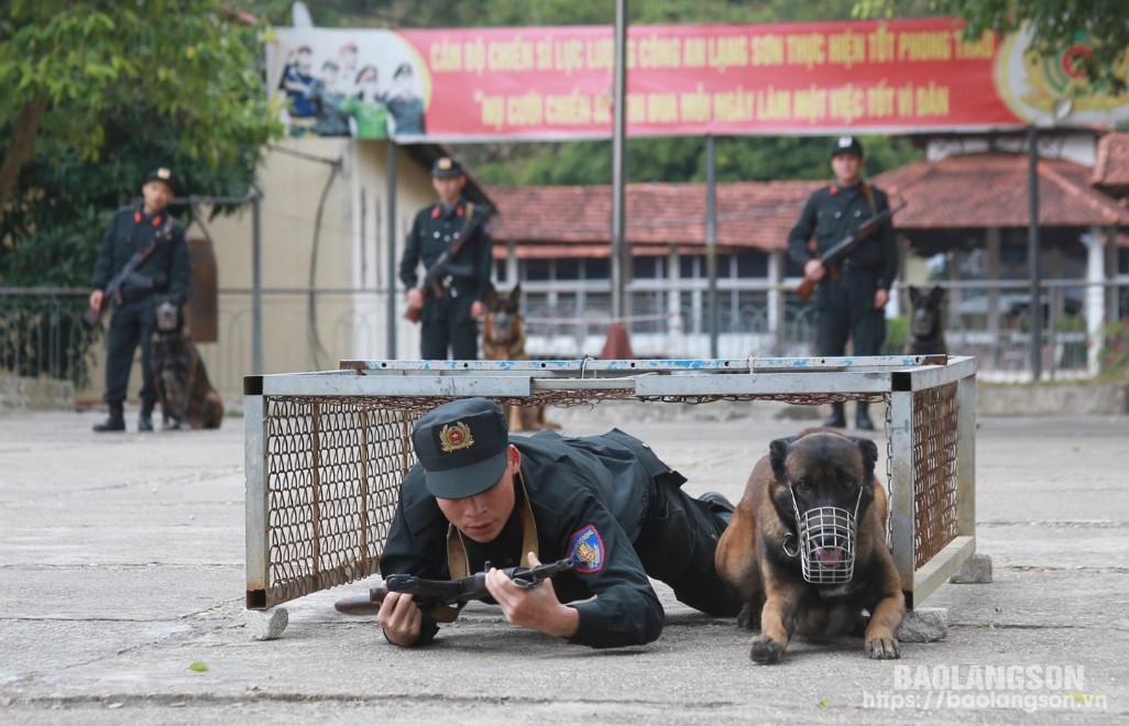 Công tác huấn luyện với nhiều nội dung từ cơ bản đến nâng cao. Trong đó, các chú chó được CBCS huấn luyện thực hiện các bài tập như bò, trườn, chui hầm, vượt rào, chướng ngại vật, đánh hơi, phát triển hung dữ… Trong ảnh là cán bộ huấn luyện chó nghiệp vụ bài tập vượt hầm chui