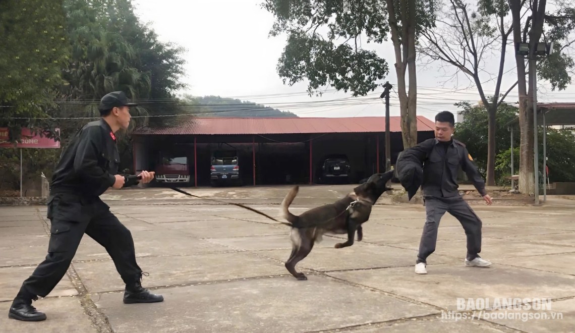 Trong các bài tập, có lẽ hồi hộp, nguy hiểm và ấn tượng nhất vẫn là bài tập về phát triển hung dữ. Để thực hiện được bài tập này thì CBCS phải ngụy trang thành “đối tượng”. Sau khi được trang bị bảo hộ, “đối tượng” bước ra ngoài thao trường, tay đeo một chiếc gối nhồi bông. Vừa nghe cán bộ huấn luyện ra khẩu lệnh, ngay lập tức các chó nghiệp vụ nhanh như cắt lao đến tấn công mục tiêu. Cuộc tấn công chỉ kết thúc khi cán bộ huấn luyện can thiệp và hô hiệu lệnh dừng lại. Bài tập này nguy hiểm bởi tiềm ẩn xảy ra chấn thương đối với CBCS