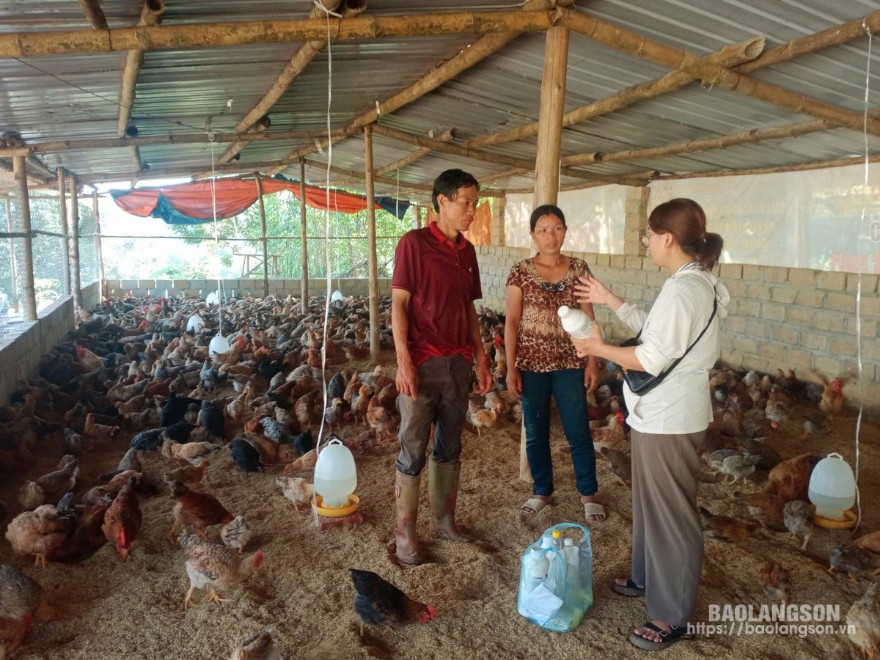 Cán bộ Trung tâm Khuyến nông tỉnh hướng dẫn người dân chăm sóc đàn gà theo hướng an toàn sinh học