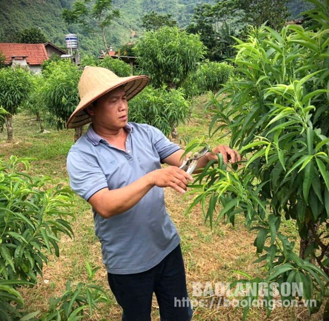 Hội viên nông dân xã Vũ Sơn, huyện Bắc Sơn phát triển kinh tế từ mô hình trồng đào cảnh