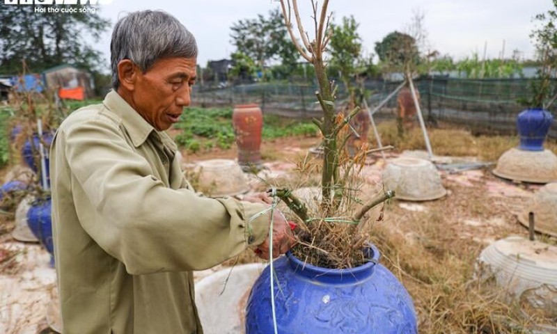 Bị bão lũ lịch sử tàn phá, đào, quất cảnh Hà Nội có kịp đón Tết Nguyên đán?