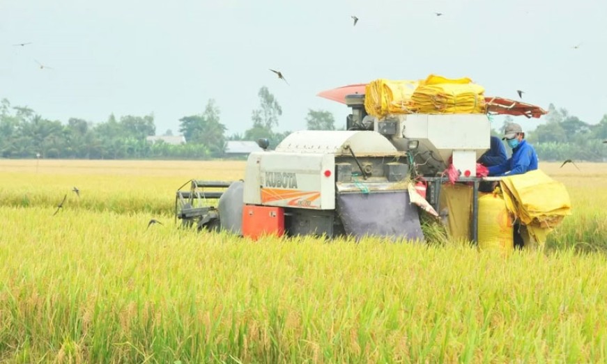 Bản tin nông sản hôm nay (8-12): Giá hồ tiêu tăng; lúa gạo biến động trái chiều