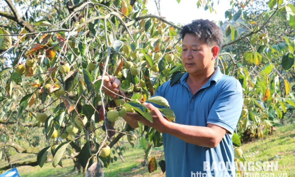 Ông Lâm làm giàu từ trồng cây ăn quả