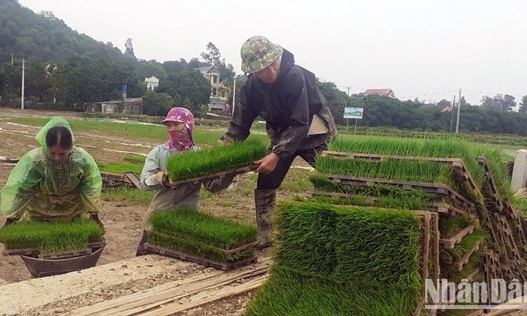 Chủ động khắc phục khó khăn trong sản xuất lúa năm 2024