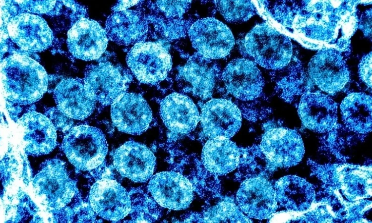 Phát hiện cây hương nhu chứa chất ức chế sự phát triển của virus SARS-CoV 2