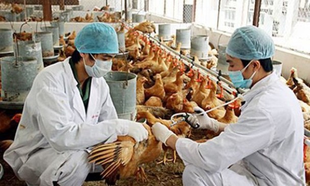 Vaccine thú y Việt Nam: 'Lá chắn' cho an toàn dịch bệnh