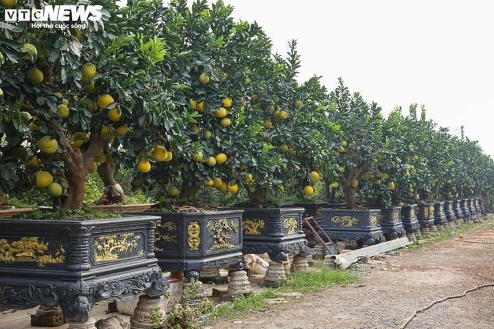 Thời điểm này, tại các nhà vườn ở xã Liên Nghĩa (huyện Văn Giang, tỉnh Hưng Yên) hàng trăm chậu bưởi khổng lồ có nhiều hình thù kỳ lạ đang được tập kết đầy đủ, để chuẩn bị tung ra thị trường Tết Nguyên đán sắp tới. Nhiều chủ vườn cho biết, việc đúc chậu cầu kỳ đang trở thành 