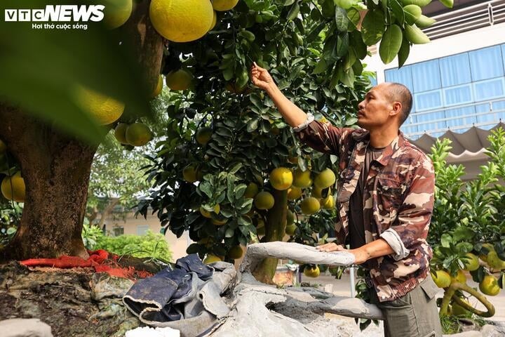 Anh Phạm Căn Hoàn (xã Liên Nghĩa) đã cầu kỳ đúc chậu bưởi bằng xi măng và tạo nên nhiều hình thù khác nhau, trong đó có chiếc giống phi thuyền. Một tác phẩm gồm cả cây và chậu được anh rao bán với giá 160 - 200 triệu đồng.