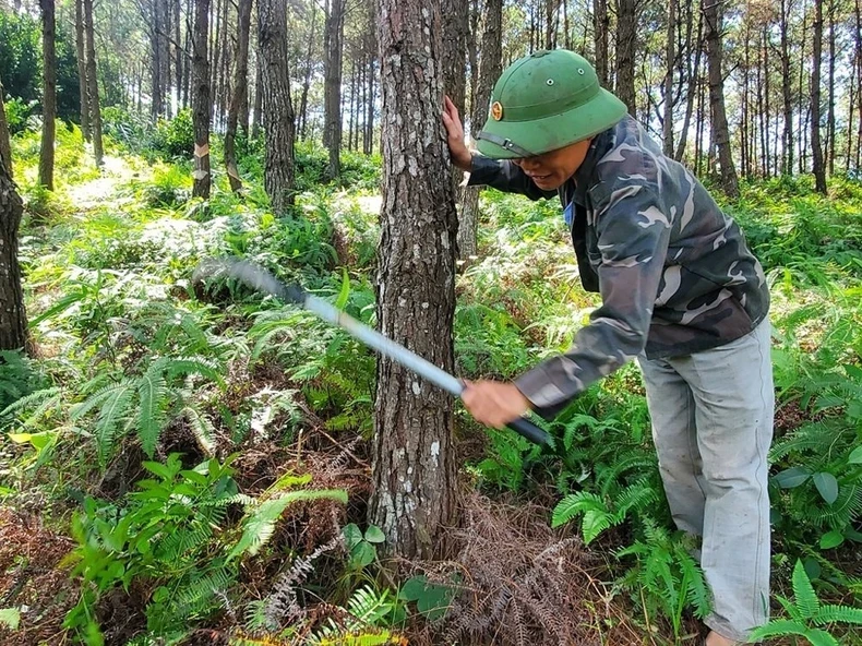 Người dân huyện Đình Lập chăm sóc vườn thông.