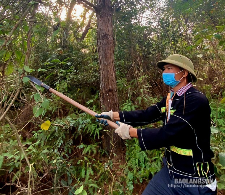 Người dân thôn Pò Phấy, xã Cao Lâu, huyện Cao Lộc chăm sóc rừng thông trồng trên diện tích đất nông, lâm trường mới được Nhà nước giao về gia đình quản lý, sử dụng