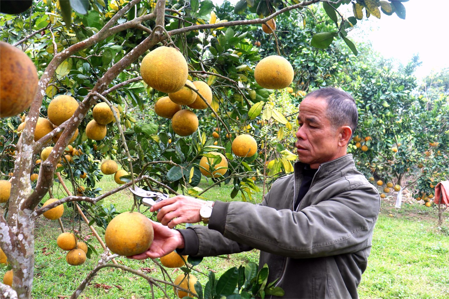 Hằng năm, vào tháng 12 âm lịch, người dân bắt đầu thu hoạch bưởi. Sản lượng hằng năm đạt 780 tấn