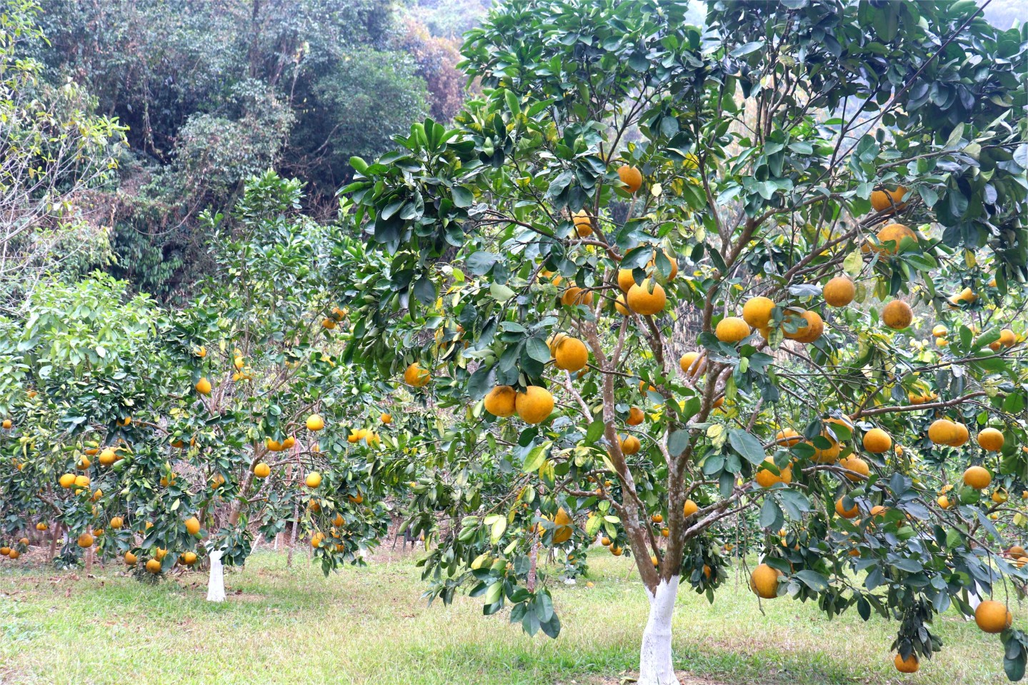 Trên địa bàn huyện Bắc Sơn hiện có 187 ha trồng bưởi, trong đó chủ yếu là bưởi Diễn. Cây bưởi được trồng nhiều ở các xã như: Đồng Ý, Chiến Thắng, Bắc Quỳnh…