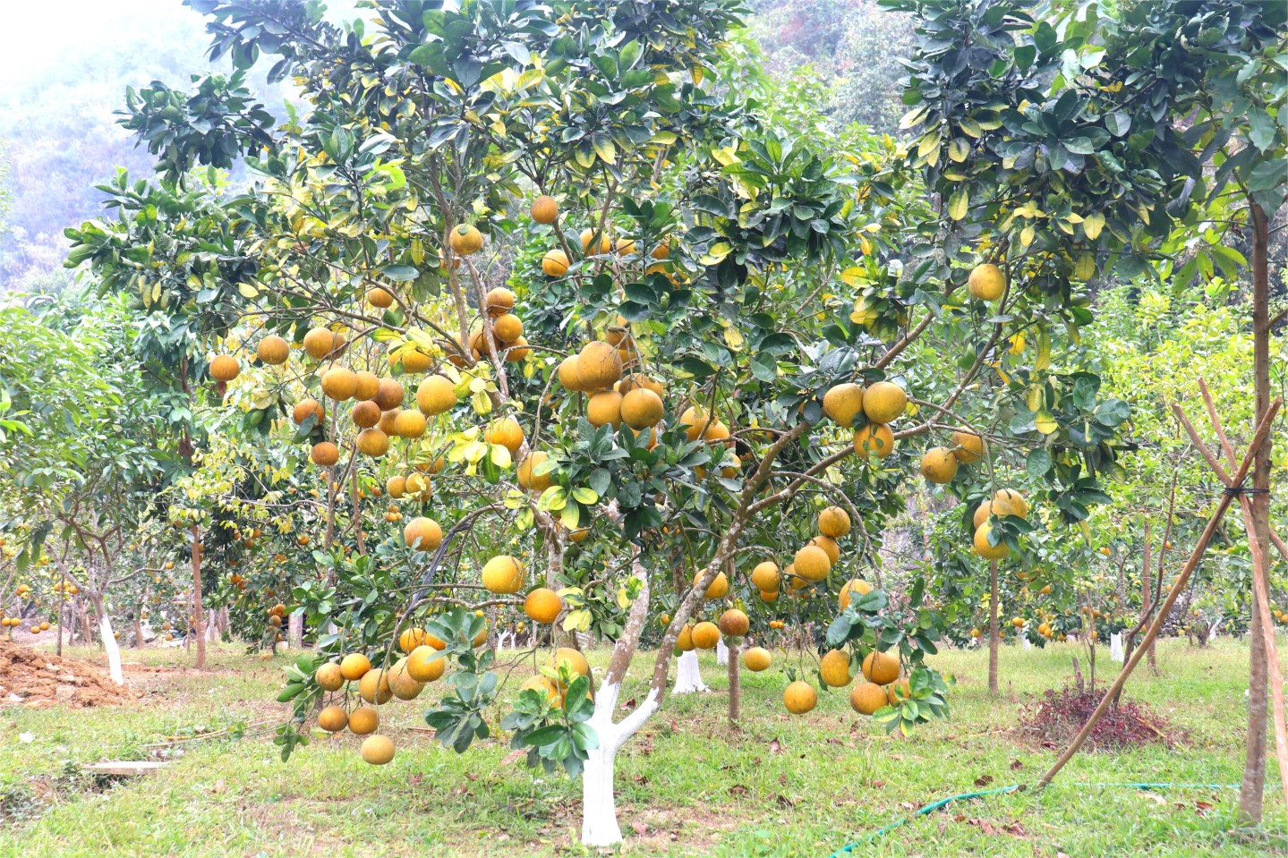 Nhờ chú trọng áp dụng khoa học kỹ thuật vào sản xuất, cây bưởi sinh trưởng và phát triển tốt, tỷ lệ ra hoa đậu quả cao. Trung bình mỗi cây có thể đạt từ 50 quả đến hơn 100 quả