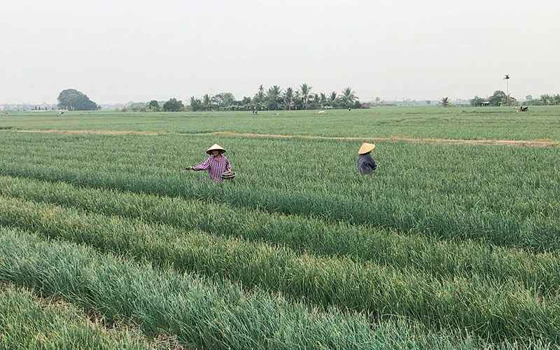 Nông dân tỉnh Hải Dương chăm sóc cây hành vụ đông.