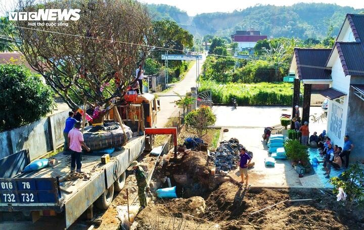 Để vận chuyển được cây mai về thành phố trưng bày, nhóm của anh Hùng phải huy động nhiều nhân công, máy móc vì tán của cây rộng, 2 lần xin phép tháo dỡ hai cổng làng mới đưa được cây mai từ nơi trồng ra đến quốc lộ 27. Nhóm phải dùng các sợi dây thun quấn quanh các cành nhằm thu hẹp tán và sử dụng nhiều vật dụng lót quanh cây để tránh làm tổn thương cho cây trong quá trình vận chuyển.  