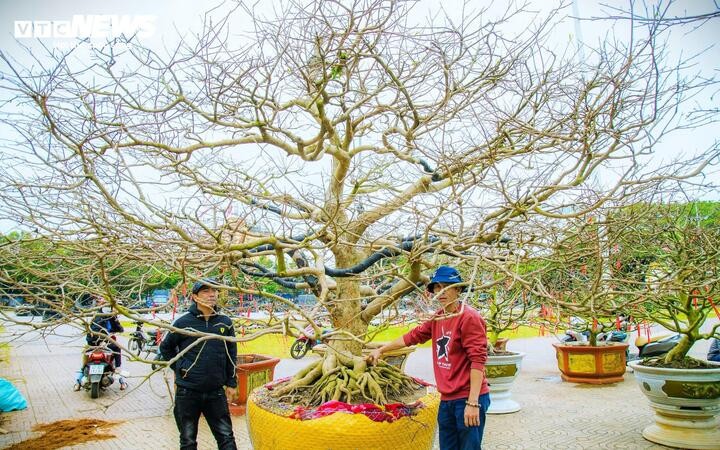 “Chúng tôi mang những cây mai cổ thụ đến đây chủ yếu để trưng bày, giới thiệu cho người dân và du khách có cơ hội chiêm ngưỡng và chụp hình lưu niệm. Điều này không chỉ tạo điểm nhấn độc đáo cho chợ hoa năm nay mà còn góp phần tôn vinh vẻ đẹp của cây mai. Chúng tôi cũng mong muốn tìm được những chủ nhân mới cho các cây mai”, anh Hùng chia sẻ.