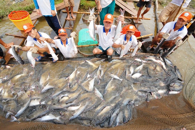 Hoa Kỳ là 1 trong những thị trường nhập khẩu và tiêu thụ nhiều nhất cá tra Việt Nam, chủ yếu là sản phẩm phile đông lạnh