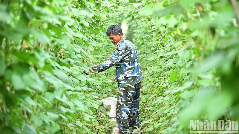 Nông dân Hợp tác xã nông nghiệp tổng hợp Noong Luống, xã Noong Luống, huyện Điện Biên, tỉnh Điện Biên. (Ảnh NGUYÊN-DŨNG)