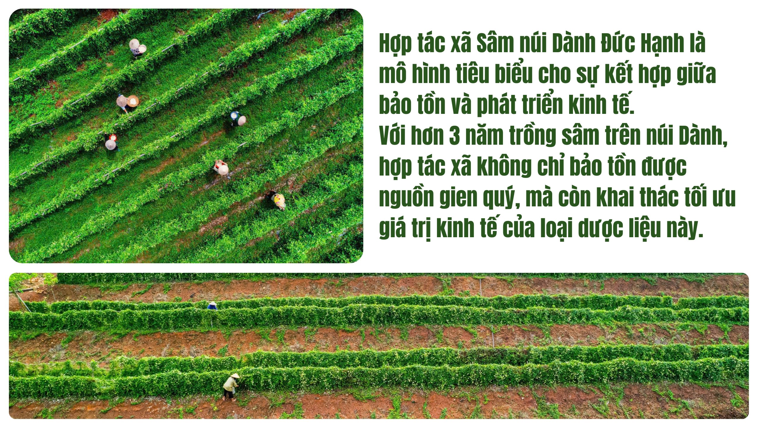 Ảnh co giãn vừa văn bản